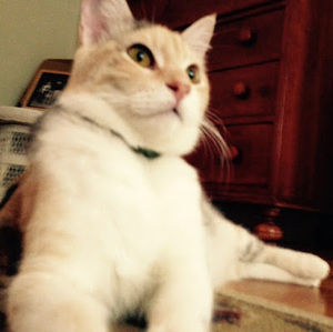 Meet your Posher, Connor